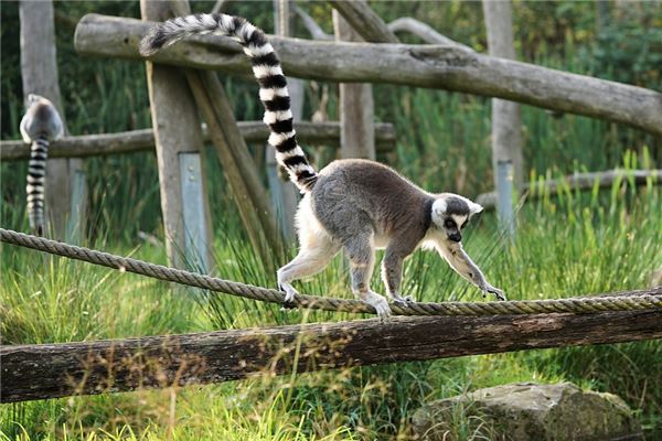 1992年出生什麼是命_十二生肖