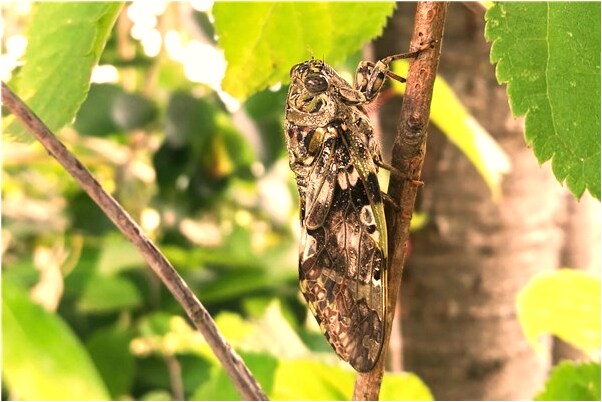 夢到了別人砍排骨有什麼說法_周公解夢官網