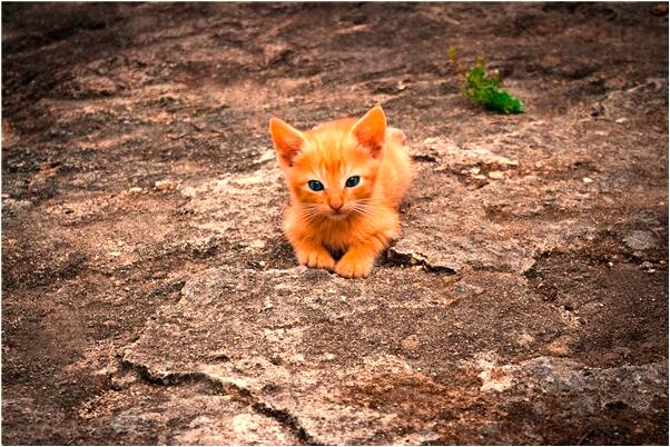 夢見夢手機碎有什麼寓意嗎？_周公解夢官網