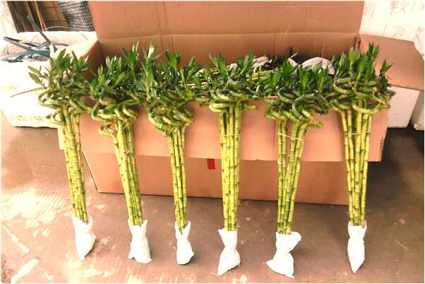 夢到了在人群中小便什麼預兆_周公解夢官網