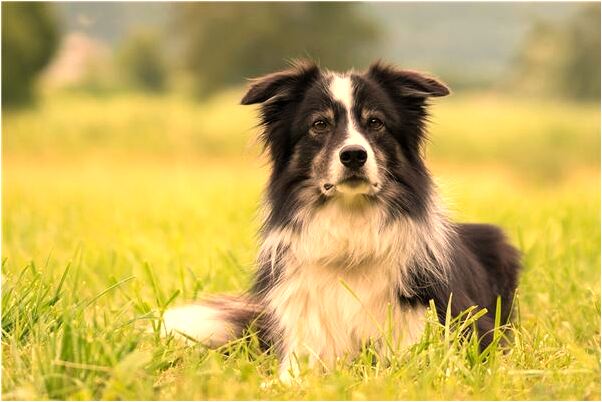 夢到龍海里是什麼預兆_周公解夢官網