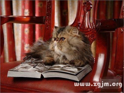 Libra is most suited to pet cat: Persian cat _ the zodiac