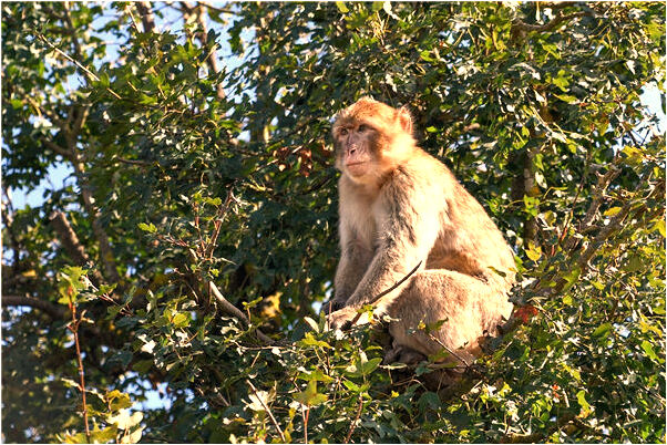 夢到別人給我送西瓜會是什麼預兆_周公解夢官網