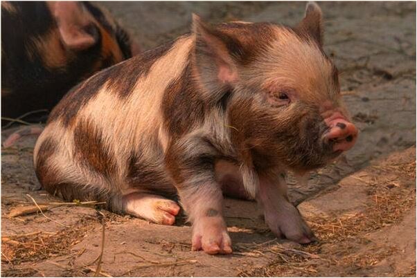 夢見打怪獸追自己是凶兆還是吉兆_周公解夢官網