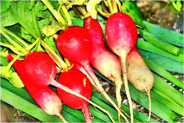 夢到車來車往預示什麼_周公解夢官網