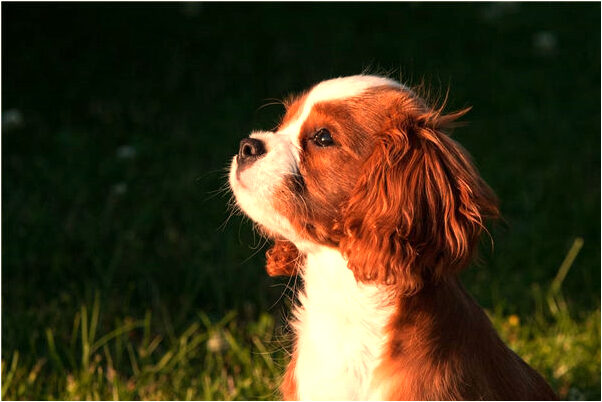 夢到了照顧小嬰幼兒怎么樣_周公解夢官網
