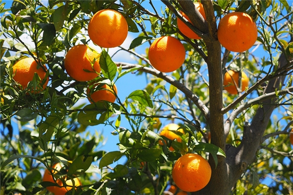 夢到了橘子掉地下摔碎了會有什麼預兆_周公解夢