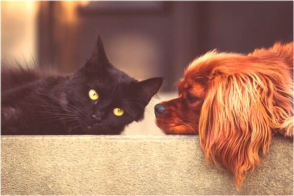 夢到了右上臂被狗咬出血是好是壞_周公解夢官網