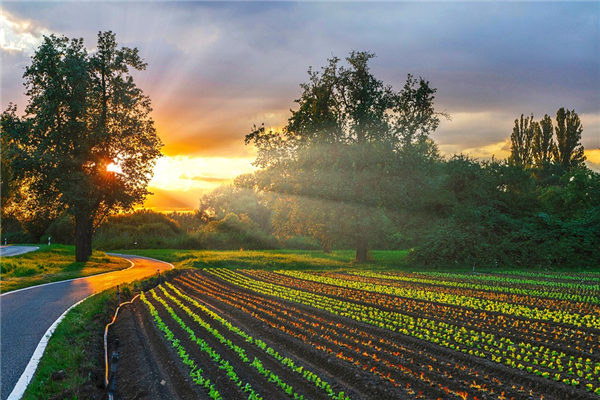 夢見田園_周公解夢