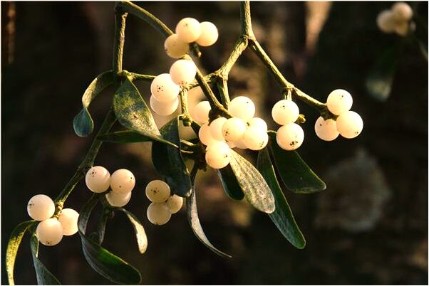 夢到夢別人家一堆紅辣椒有什麼寓意嗎_周公解夢官網