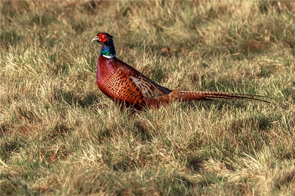 夢見抓到了五六隻小野雞會有什麼預兆_周公解夢