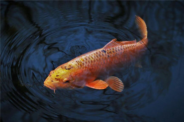 夢見抓魚是什麼意思_周公解夢