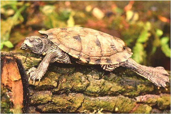 夢見很多廁所預示著什麼_周公解夢官網