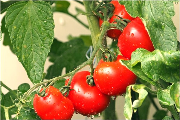 夢到了哥哥窮困潦倒是啥意思_周公解夢官網