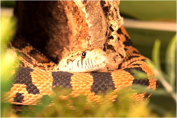 夢到了家裡有災難預示什麼_周公解夢官網