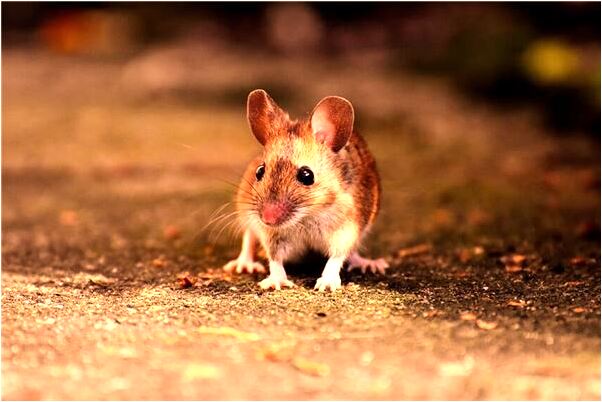 夢到了互相對方有什麼意義嗎_周公解夢官網