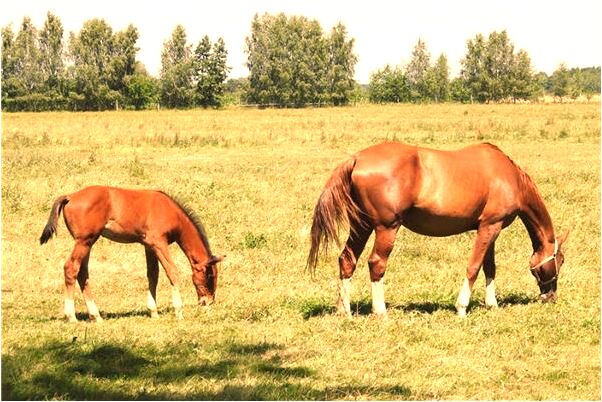 夢到了同學未婚先孕是啥意思_周公解夢官網