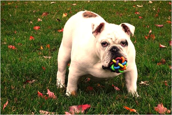 夢到夢走丟與家人分散意味著什麼_周公解夢官網