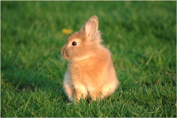 夢到糞便冒煙怎么回事_周公解夢官網