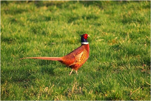 夢到了拉屎和捉屎怎么說_周公解夢官網
