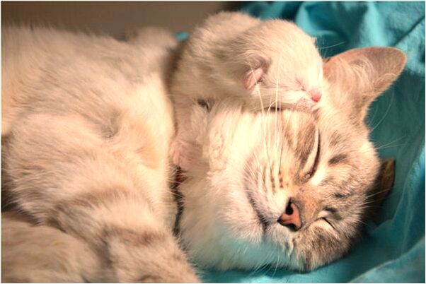 夢見女人樹上很多瓜代表什麼_周公解夢官網