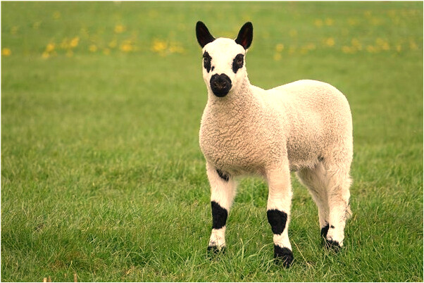 夢見狗從樓上掉下摔死意味著什麼_周公解夢官網