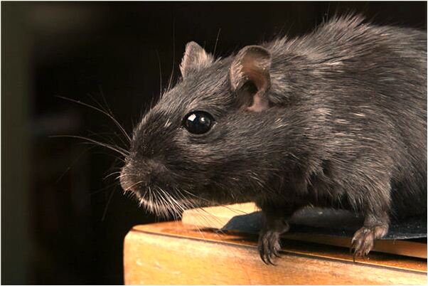 夢到了員工一伙食變好了意味著什麼_周公解夢官網