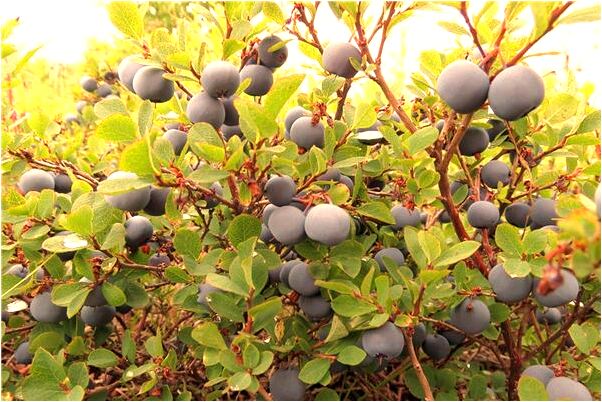 夢到只石獅子意味著什麼_周公解夢官網