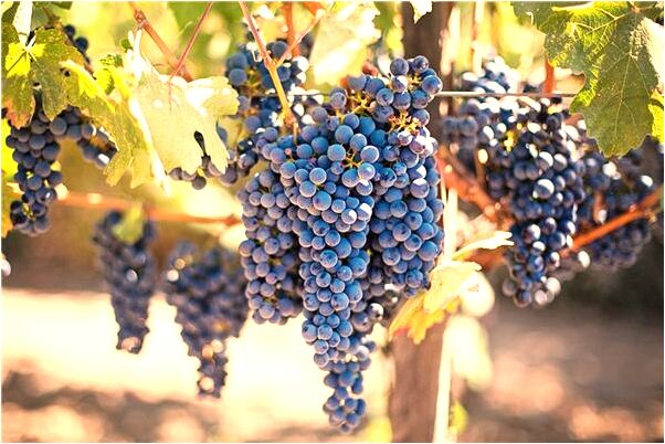 夢到墳頭邊玩的開心預示什麼_周公解夢官網