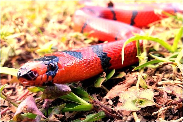 夢到女上司說能力不如別人是什麼預兆_周公解夢官網