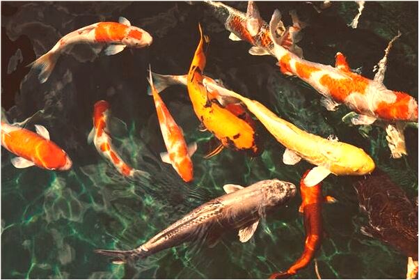 夢到自己的遺照有什麼寓意嗎_周公解夢官網