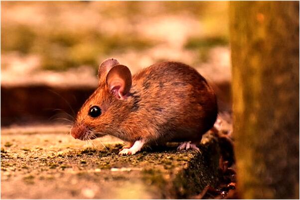 夢到短髮變成很長的頭髮代表什麼_周公解夢官網