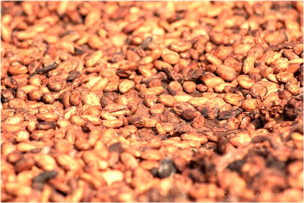 夢見買條鏃怎么回事_周公解夢官網