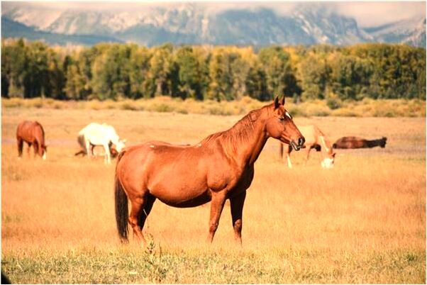 夢見大姨夫死了會有什麼預兆_周公解夢官網