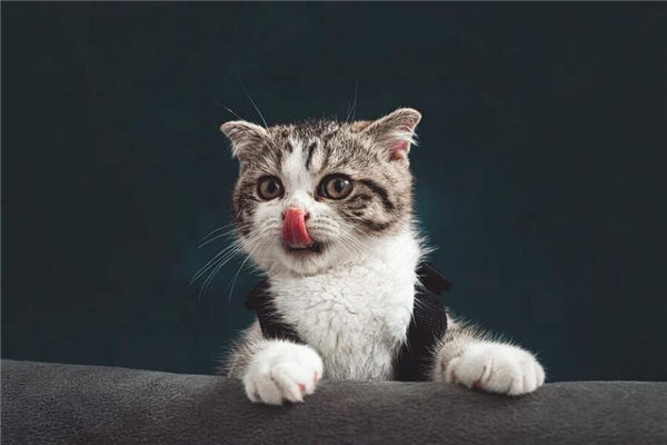 夢見被貓咬手是什麼意思_周公解夢