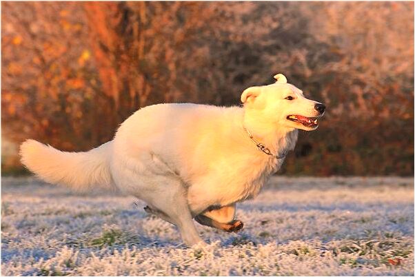 夢見情人生雙胞胎是怎么回事_周公解夢官網
