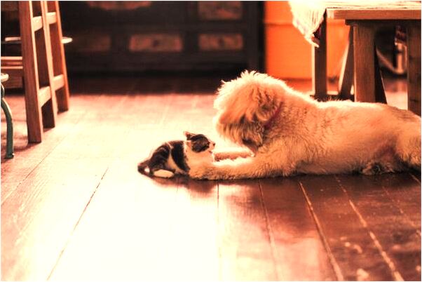 夢到夢不到死去的愛人什麼寓意_周公解夢官網