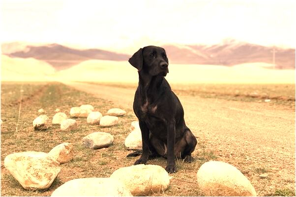 夢到影子打人怎么說_周公解夢官網