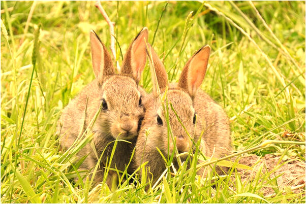 夢到了成龍開著電動載我和男朋友有什麼說法_周公解夢官網