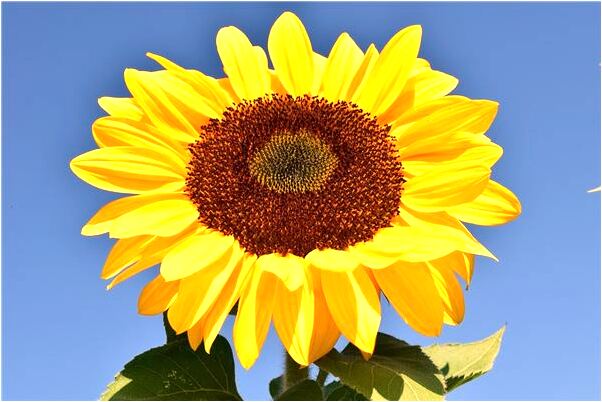 夢到跟對頭鬥毆有什麼意思_周公解夢官網