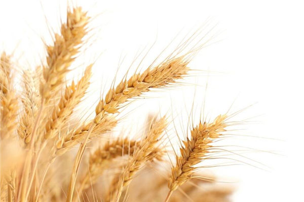 夢見麥穗金黃飽滿_周公解夢