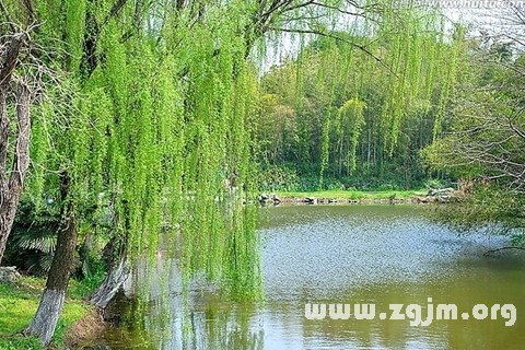 Dream of the water's edge weeping willows