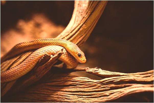 夢見被白色的大貓撕預示了什麼_周公解夢官網