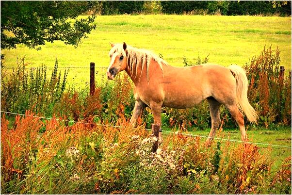 夢見親人生離死別有什麼寓意嗎_周公解夢官網
