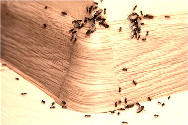 夢到了自己帶的鑽戒變成黃金的了會有什麼預兆_周公解夢官網