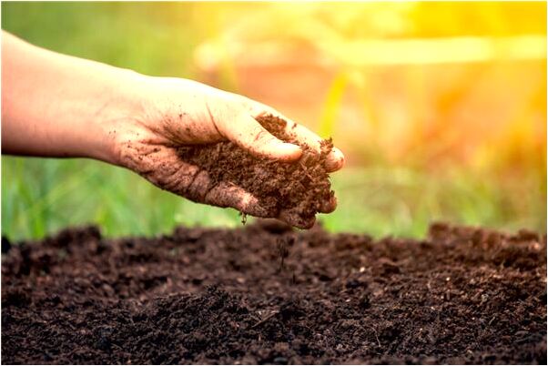 夢到很多稻子黃了是凶兆還是吉兆_周公解夢官網