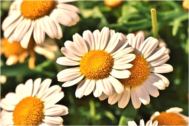 夢見活著的親人出殯是什麼預兆_周公解夢官網