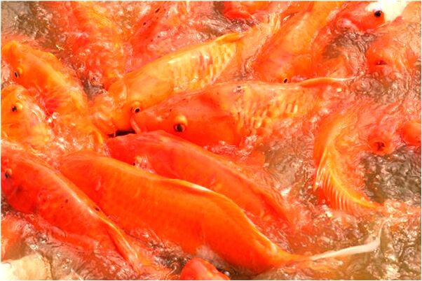 夢到砍了別人什麼寓意_周公解夢官網