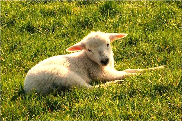 夢到父親殺是什麼啟示_周公解夢官網