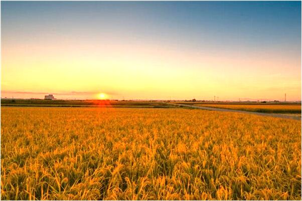 夢見好多豆芽菜剛發芽是凶兆還是吉兆_周公解夢官網